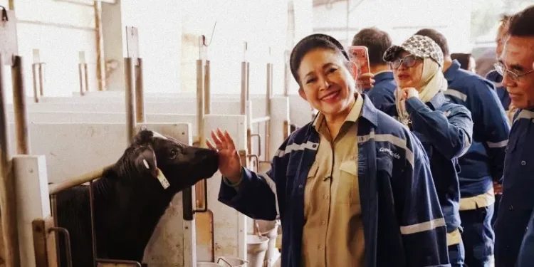 Food Paradox: Indonesia Rich in Cattle, Yet 80% of Milk Supply Still Imported 1 Food Paradox: Indonesia Rich in Cattle, Yet 80% of Milk Supply Still Imported