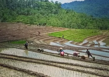 Indonesia Faces Farmer Regeneration Crisis