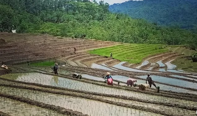 Indonesia Faces Farmer Regeneration Crisis