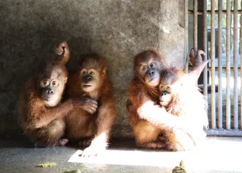 Four Indonesian Orangutans Repatriated from Thailand