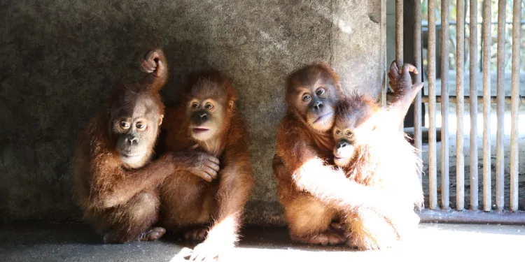 Four Indonesian Orangutans Repatriated from Thailand