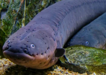 Indonesia’s Diplomacy at CITES: Eel and Sea Cucumber Trade Restrictions Averted
