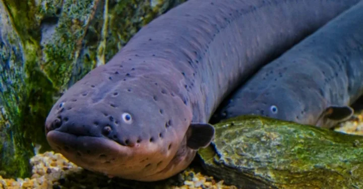 Indonesia’s Diplomacy at CITES: Eel and Sea Cucumber Trade Restrictions Averted