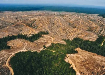 Indonesia Loses IDR 175 Trillion to Deforestation