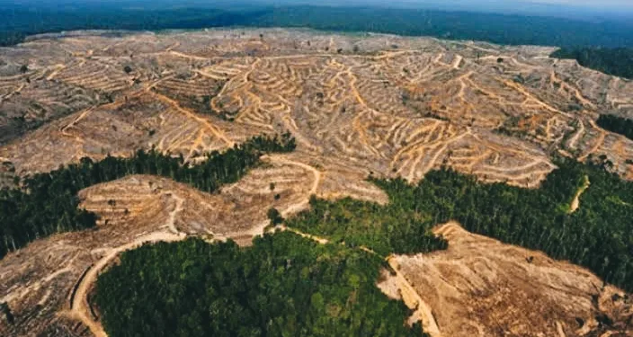 Indonesia Loses IDR 175 Trillion to Deforestation