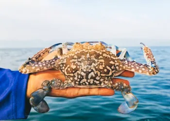 Indonesian Crab Exports to the US Remain Secure
