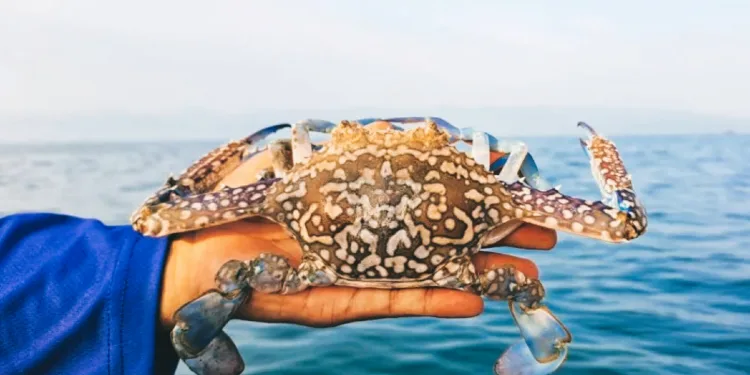 Indonesian Crab Exports to the US Remain Secure