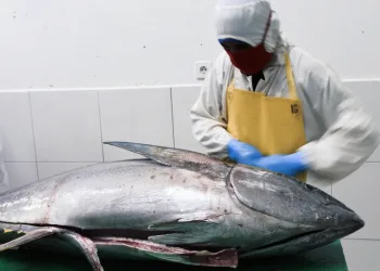 IJEPA Windfall: Indonesian Tuna Exports to Japan Now Enjoy Zero Tariffs