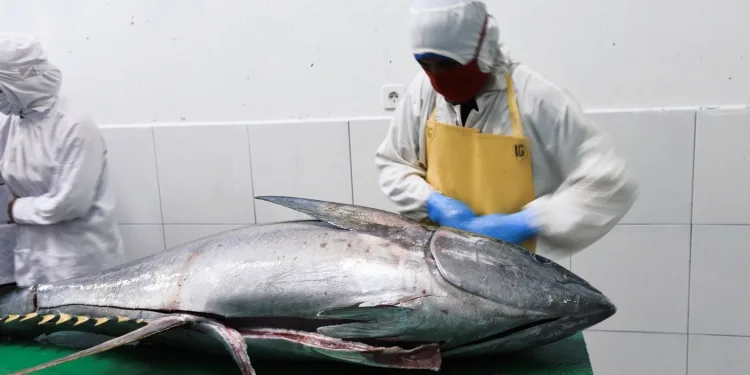 IJEPA Windfall: Indonesian Tuna Exports to Japan Now Enjoy Zero Tariffs