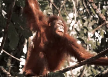 Forests Cleared, Orangutans at Risk in Kalimantan