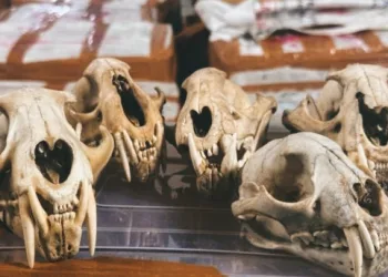 Aceh Wildlife Mafia Exposed: Orangutans, Rare Birds, and Skulls Almost Shipped to Thailand