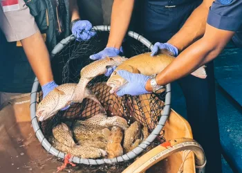 Indonesia Boosts Seafood Trade with Premium Natuna Live Fish Exports to Hong Kong