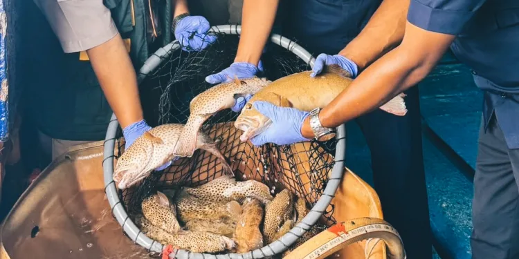 Indonesia Boosts Seafood Trade with Premium Natuna Live Fish Exports to Hong Kong
