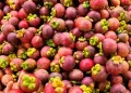 Indonesia Boosts Herbal Exports to UK