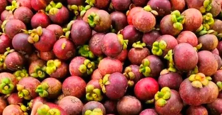 Indonesia Boosts Herbal Exports to UK
