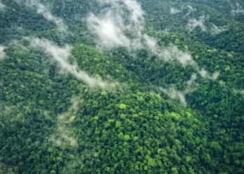 Indonesia’s Carbon Market Takes Global Leap