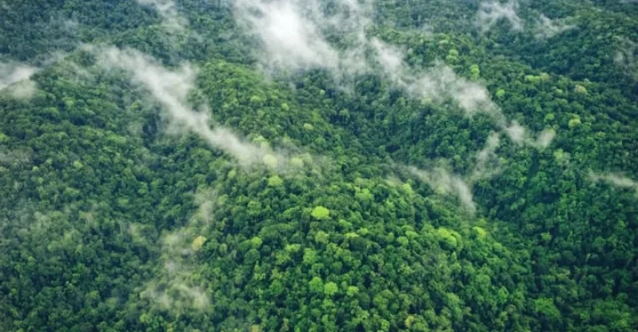 Indonesia’s Carbon Market Takes Global Leap