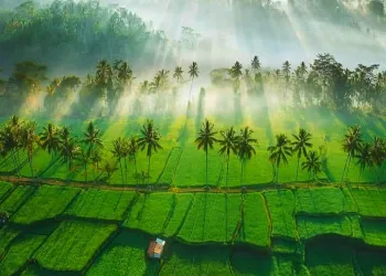Indonesia-Philippines Forge ASEAN Food Security Partnership