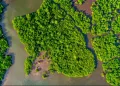 Indonesia Turns Biodiversity into Green Growth Engine