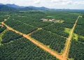 ASEAN Palm Oil Giants Build Sustainability Alliance