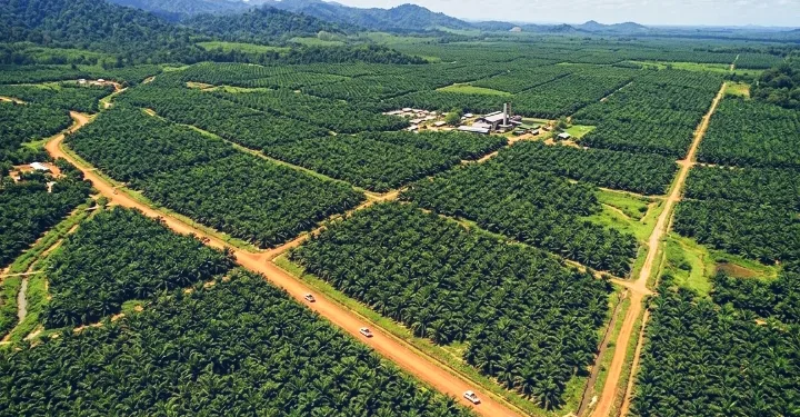 ASEAN Palm Oil Giants Build Sustainability Alliance